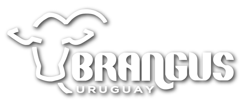 Brangus Uruguay